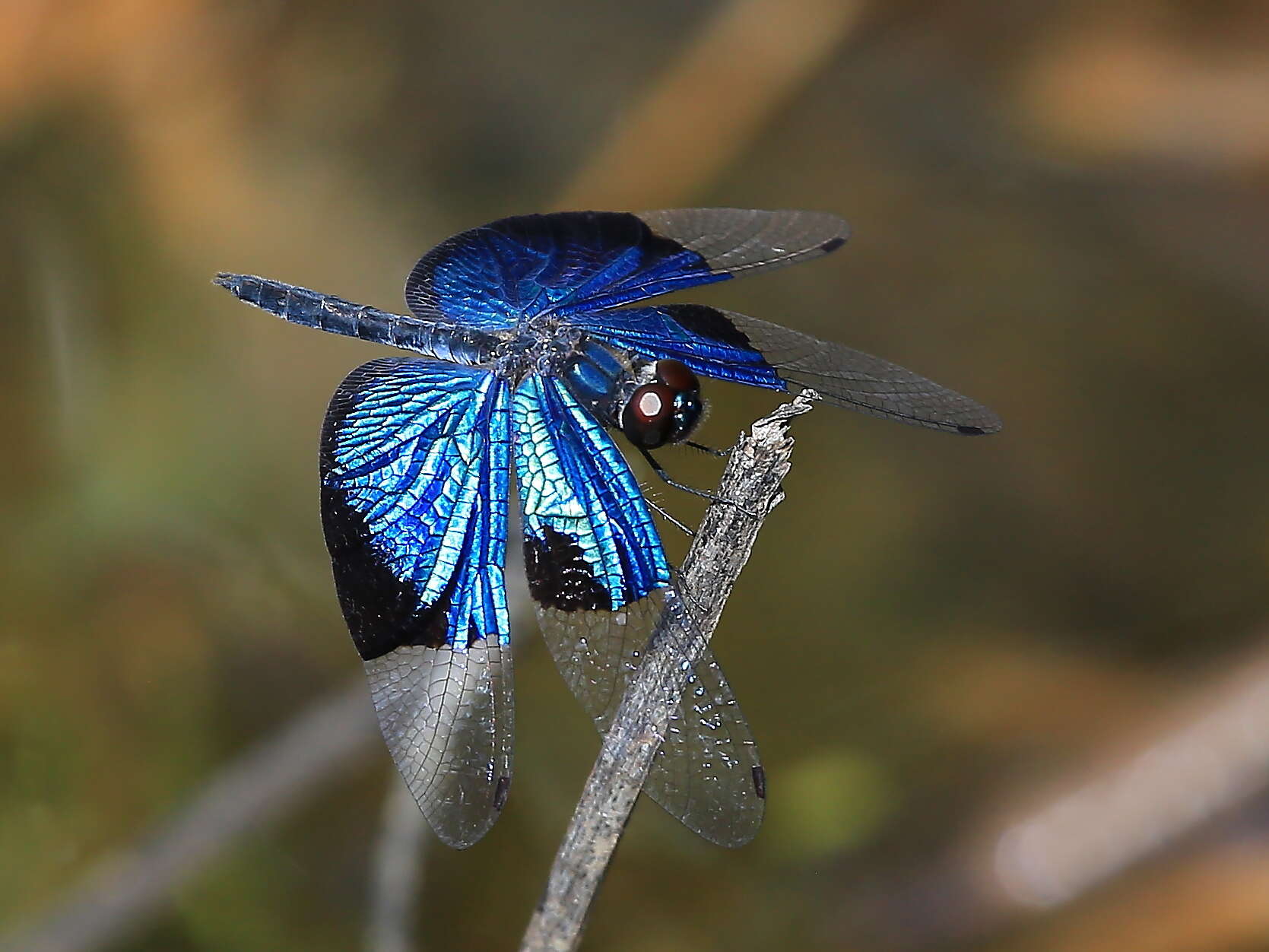 Image of Rhyothemis resplendens Selys 1878