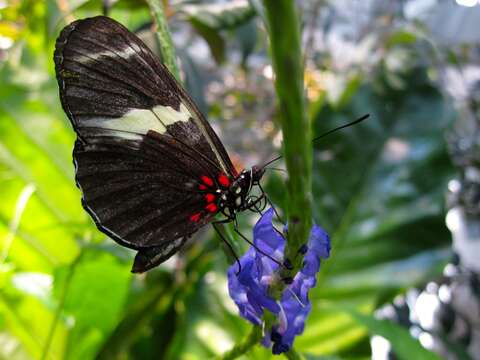 Image of Heliconius sapho Drury 1782