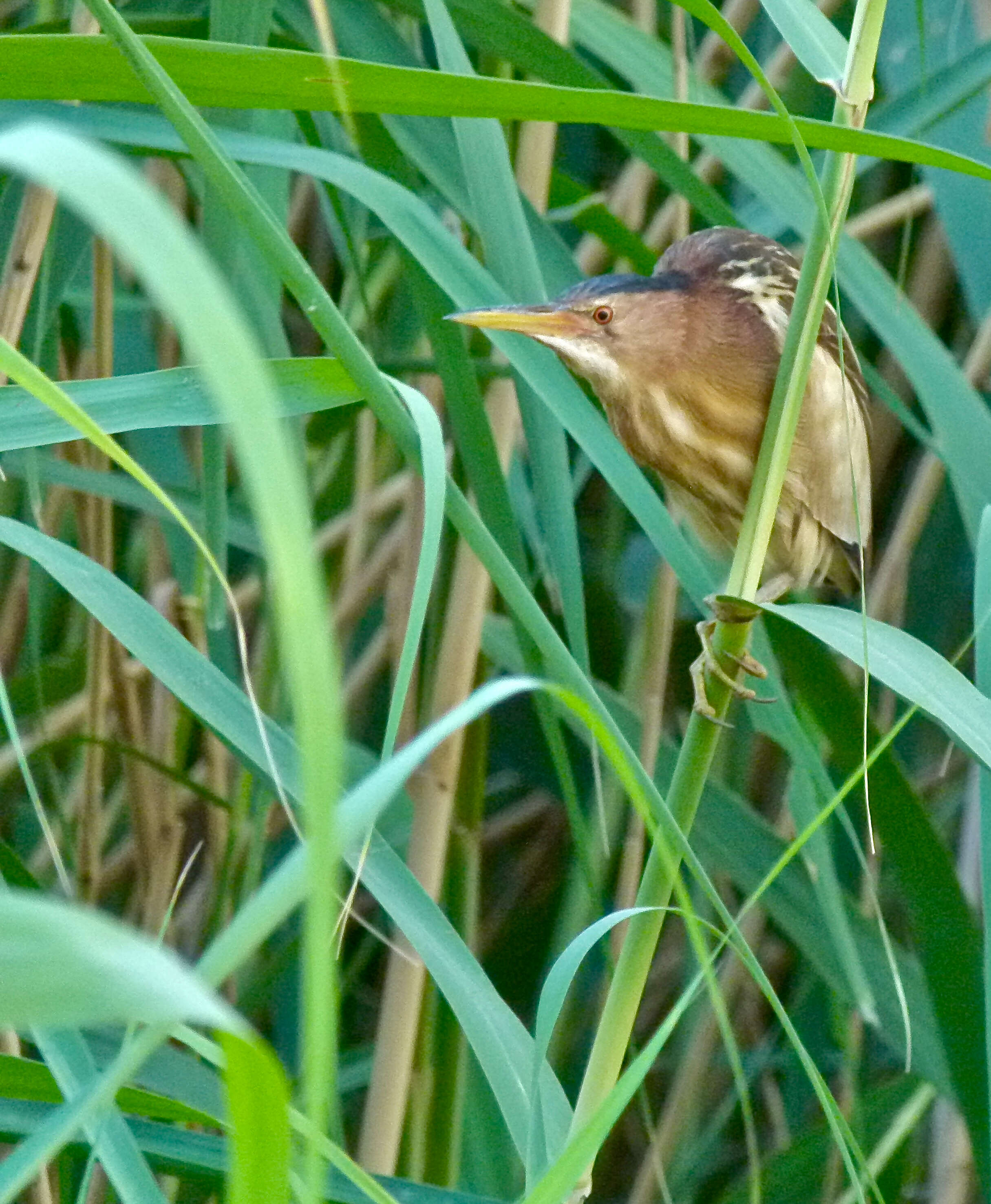 Image of Common Little Bittern