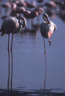 Imagem de Phoenicopterus roseus Pallas 1811