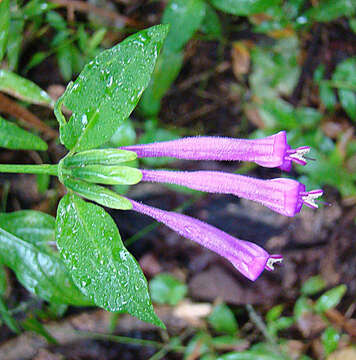 Image of Dicliptera trifurca Oerst.