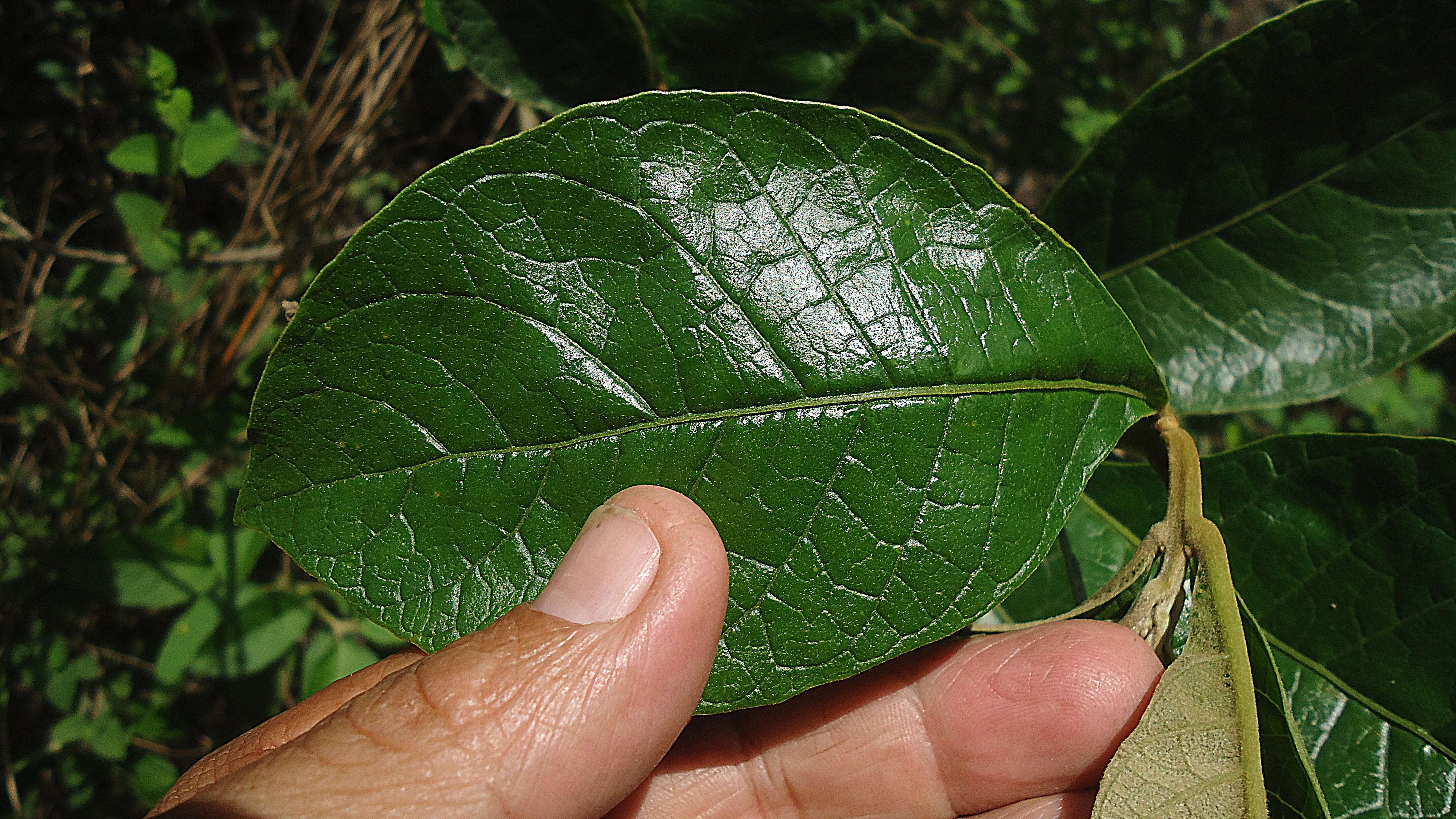 Image of spiritweed