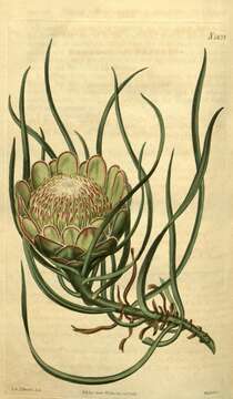 Image de Protea laevis R. Br.