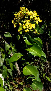 Image of Diplopterys pubipetala (A. Juss.) W. R. Anderson & C. Davis