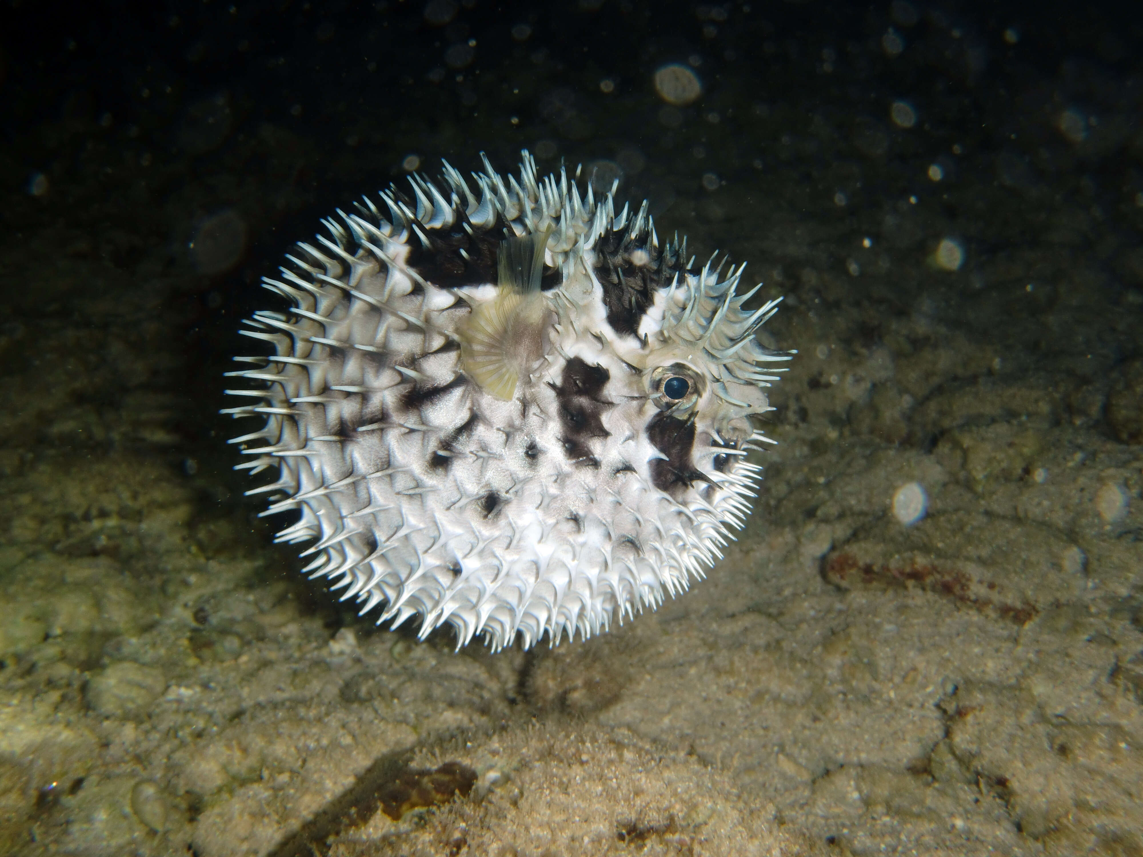 Image of Black-blotched porcupinefish