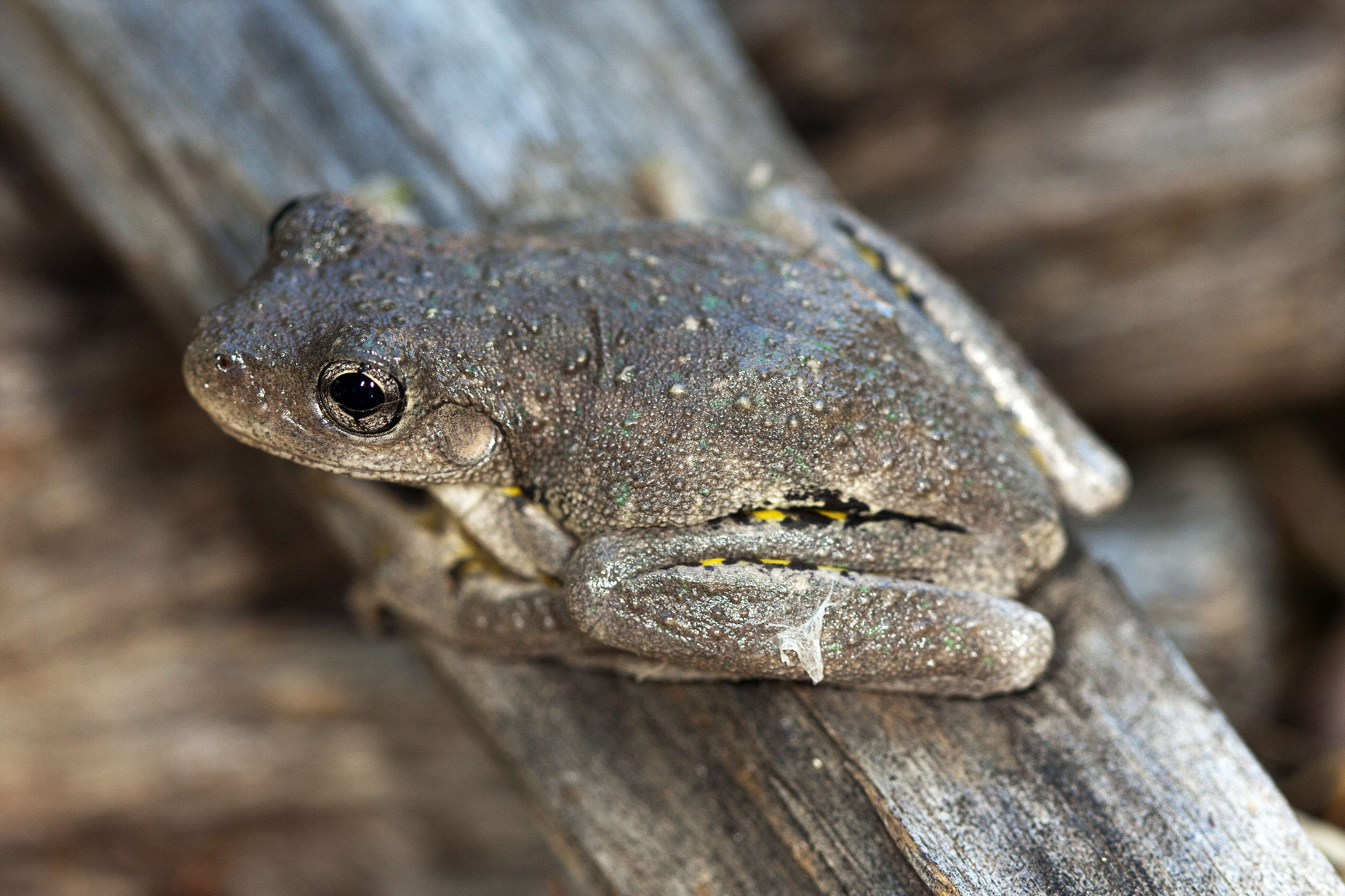 Image of Pelodryadidae Günther 1858