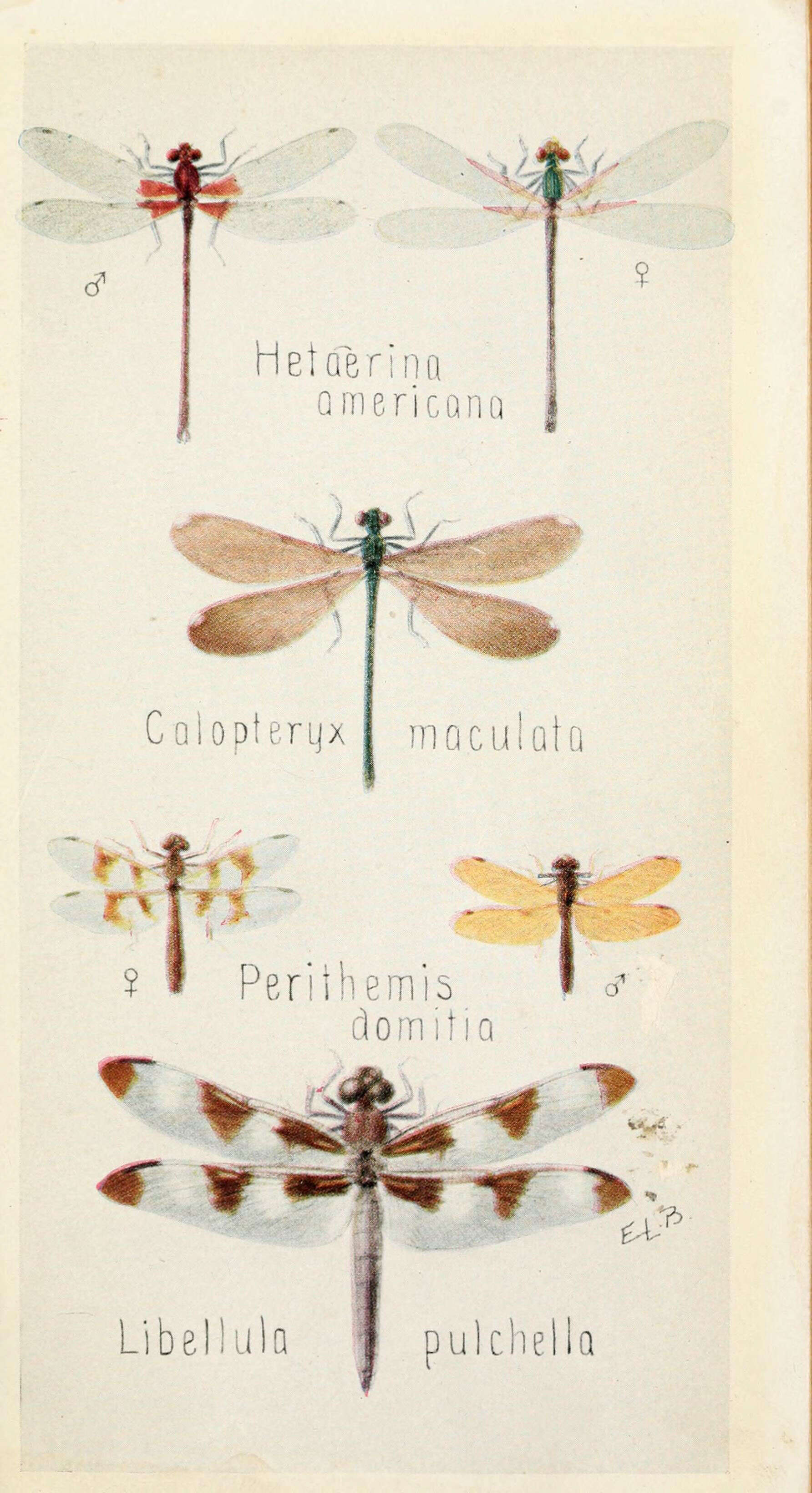 Imagem de Hetaerina Hagen ex Selys 1853