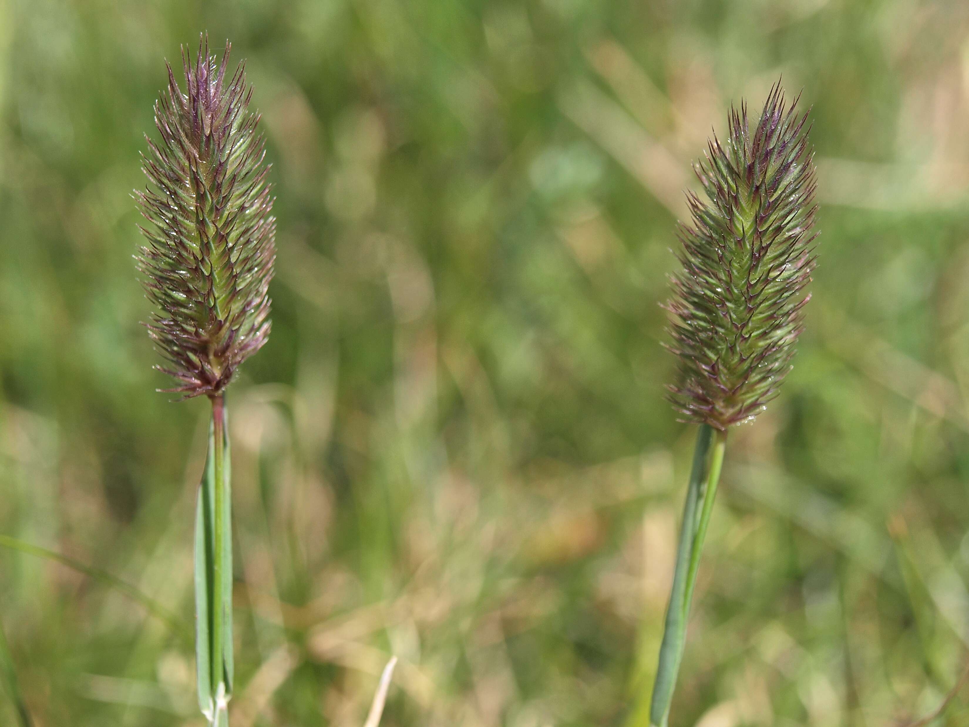 Image of Timothy or Cat's Tail