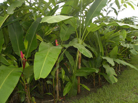 Image of hairy banana