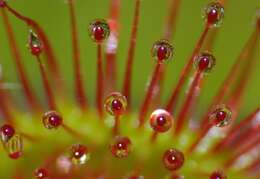 Image of Sundews