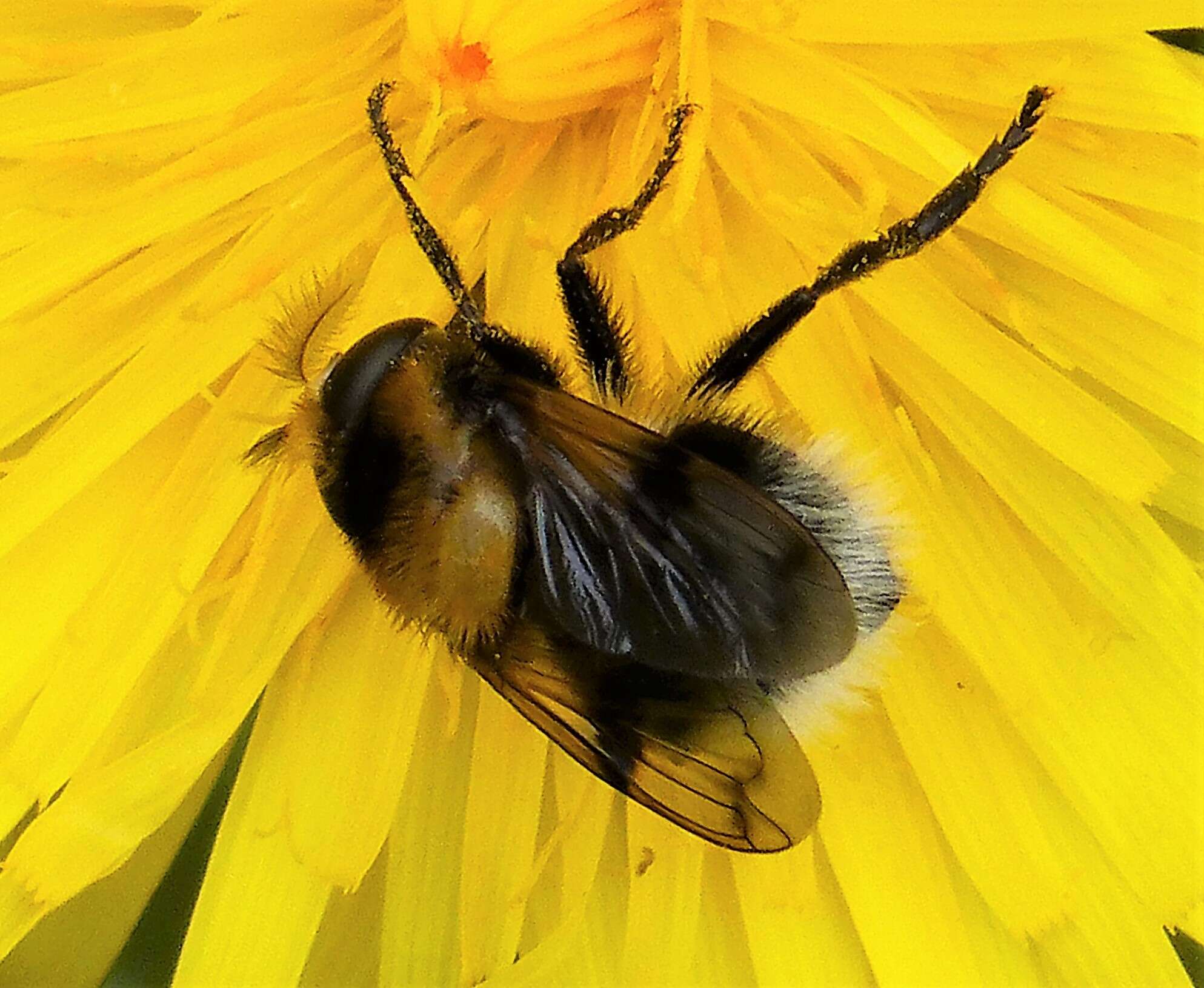 Volucella bombylans (Linnaeus 1758) resmi