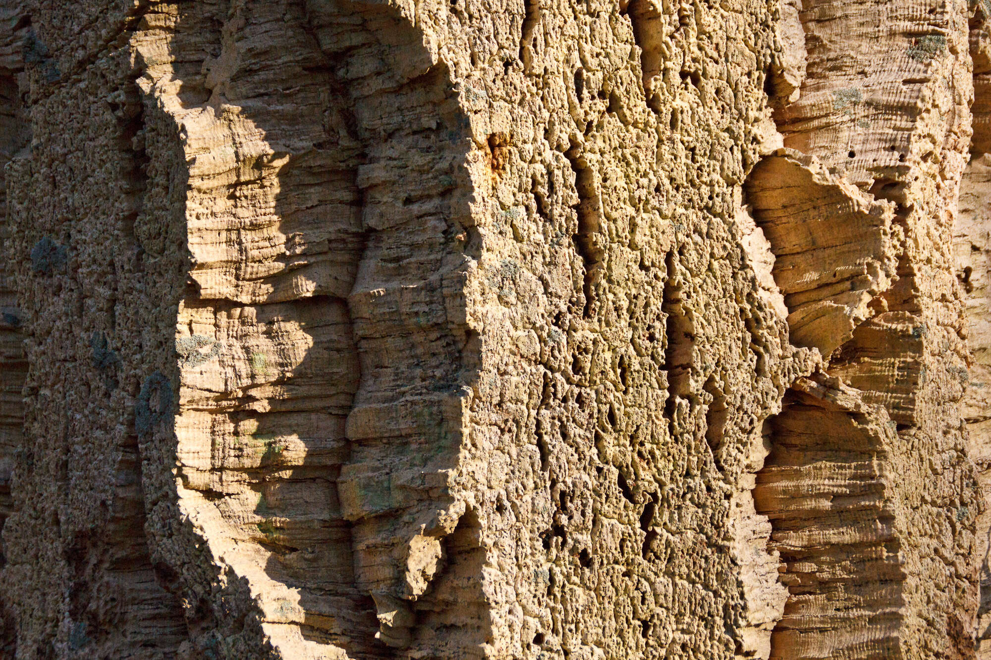 Image of Cork Oak