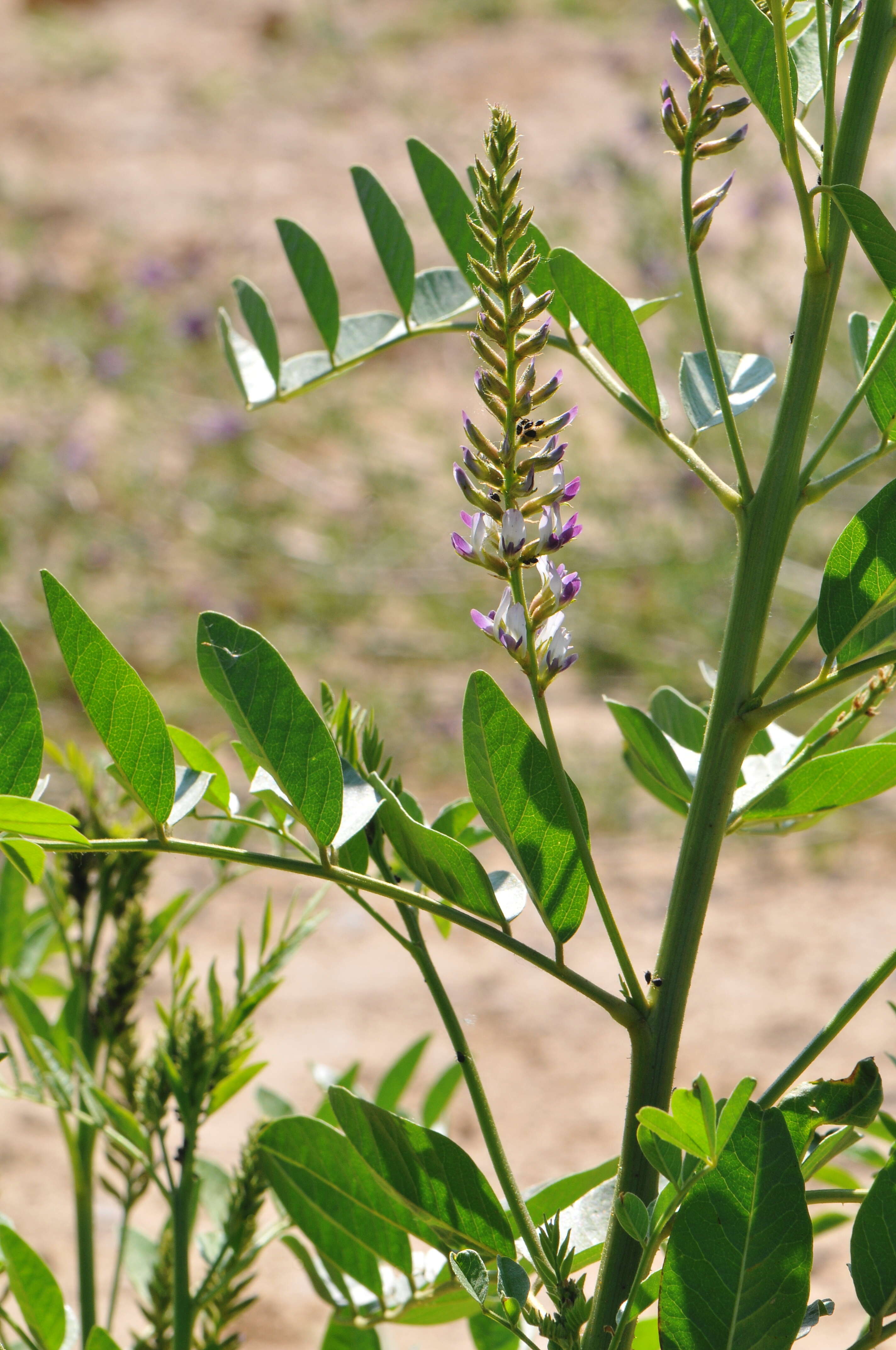 Image of cultivated licorice