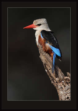 Image of Chestnut-bellied Kingfisher