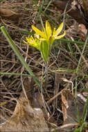 Image of Gagea pusilla (F. W. Schmidt) Sweet