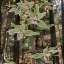 Image of Violet Helleborine