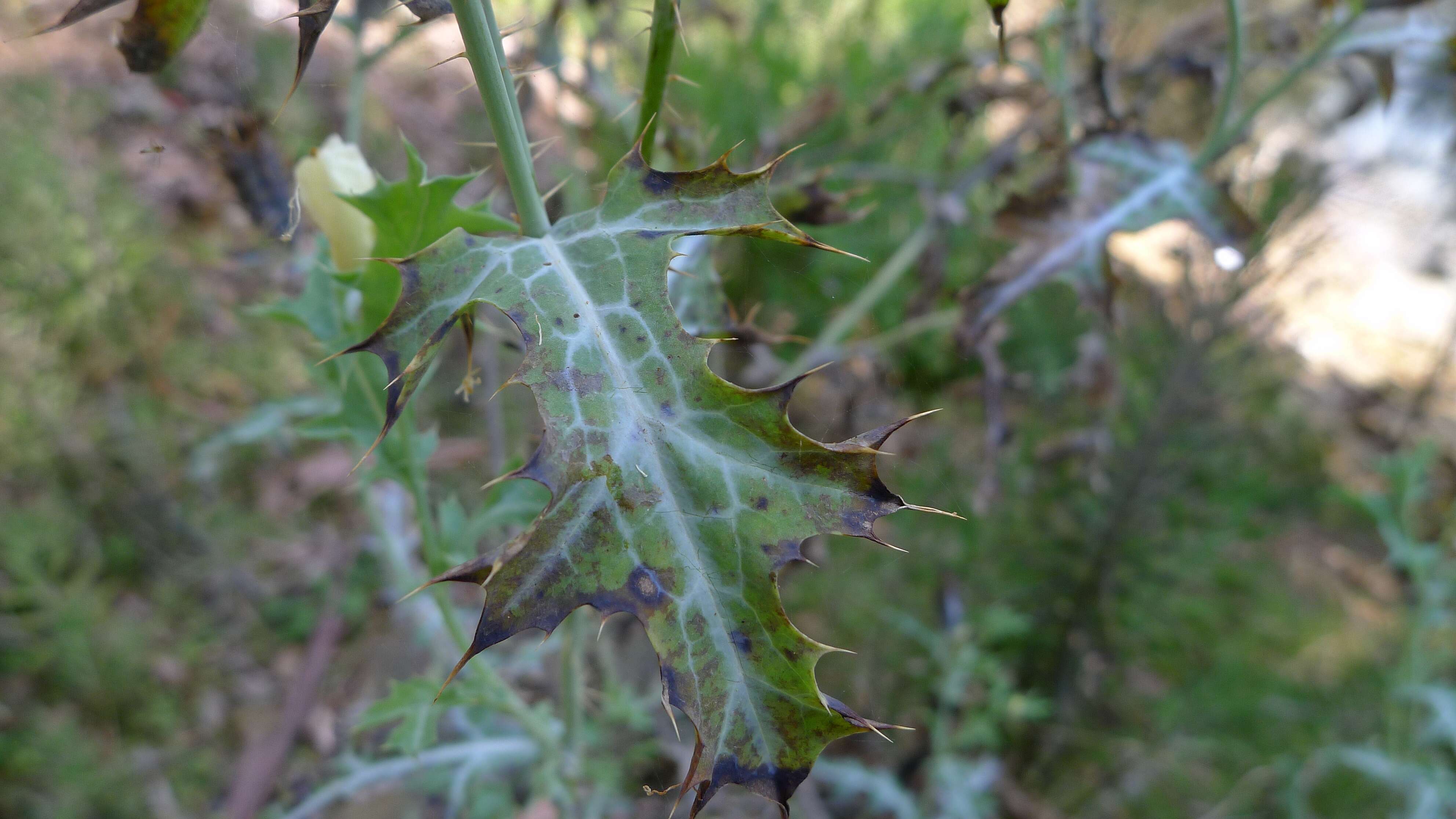 Image of pricklypoppy