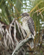 Image of Buteo Lacépède 1799