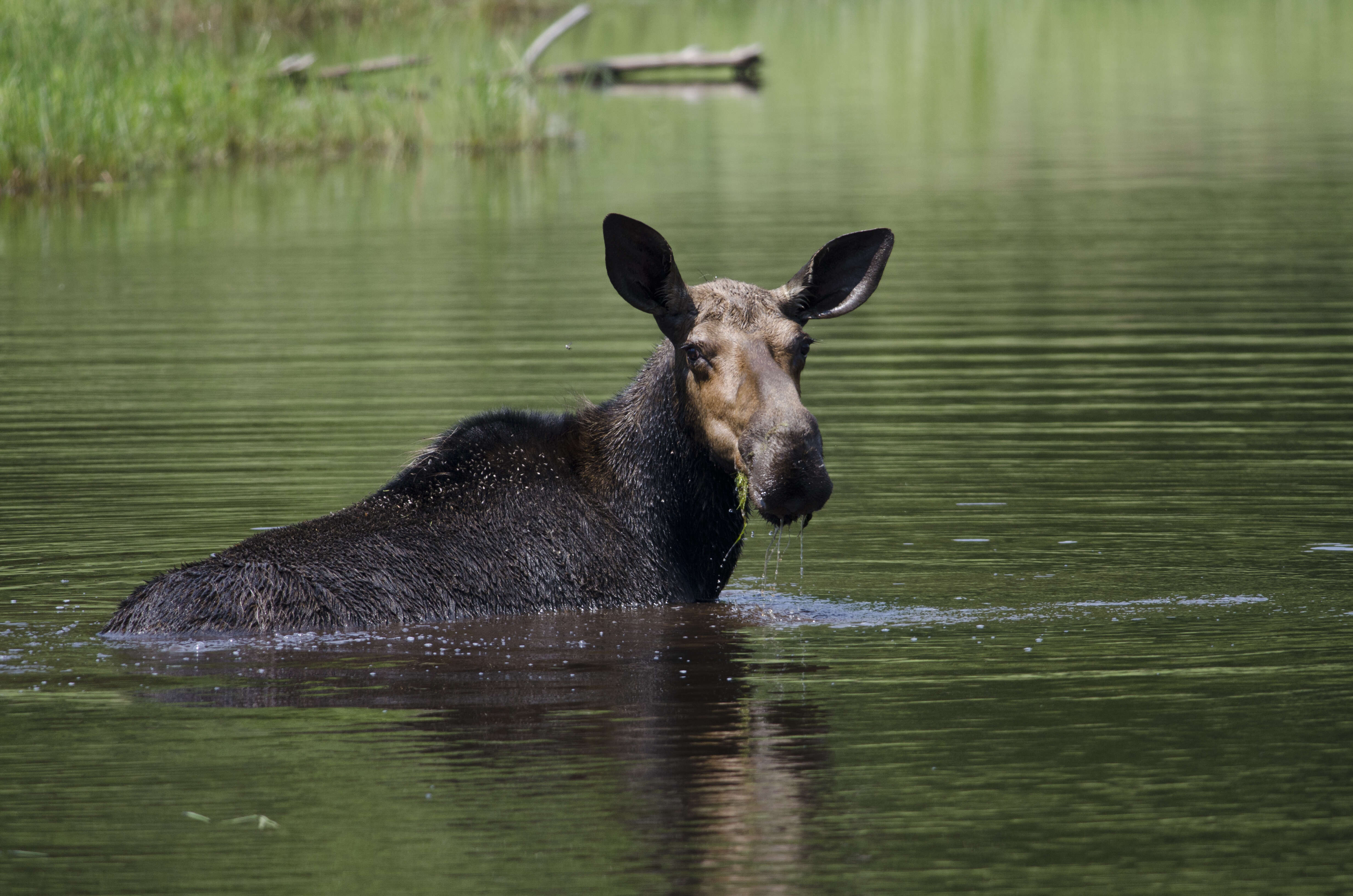 Image of North American Elk