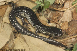 Image of Woodland salamander