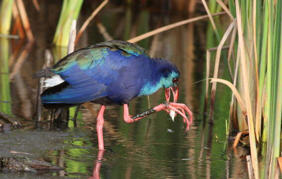 Image of Swamphen