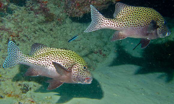 Image of Harlequin sweetlips