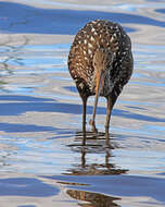 Image of limpkins