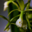 Image of Epidendrum