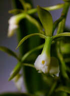 Image of Epidendrum