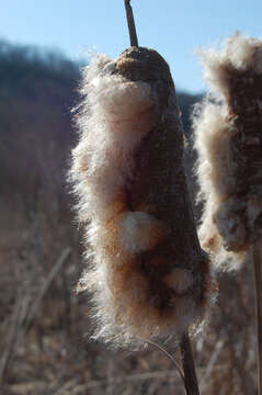 Image of Bulrush