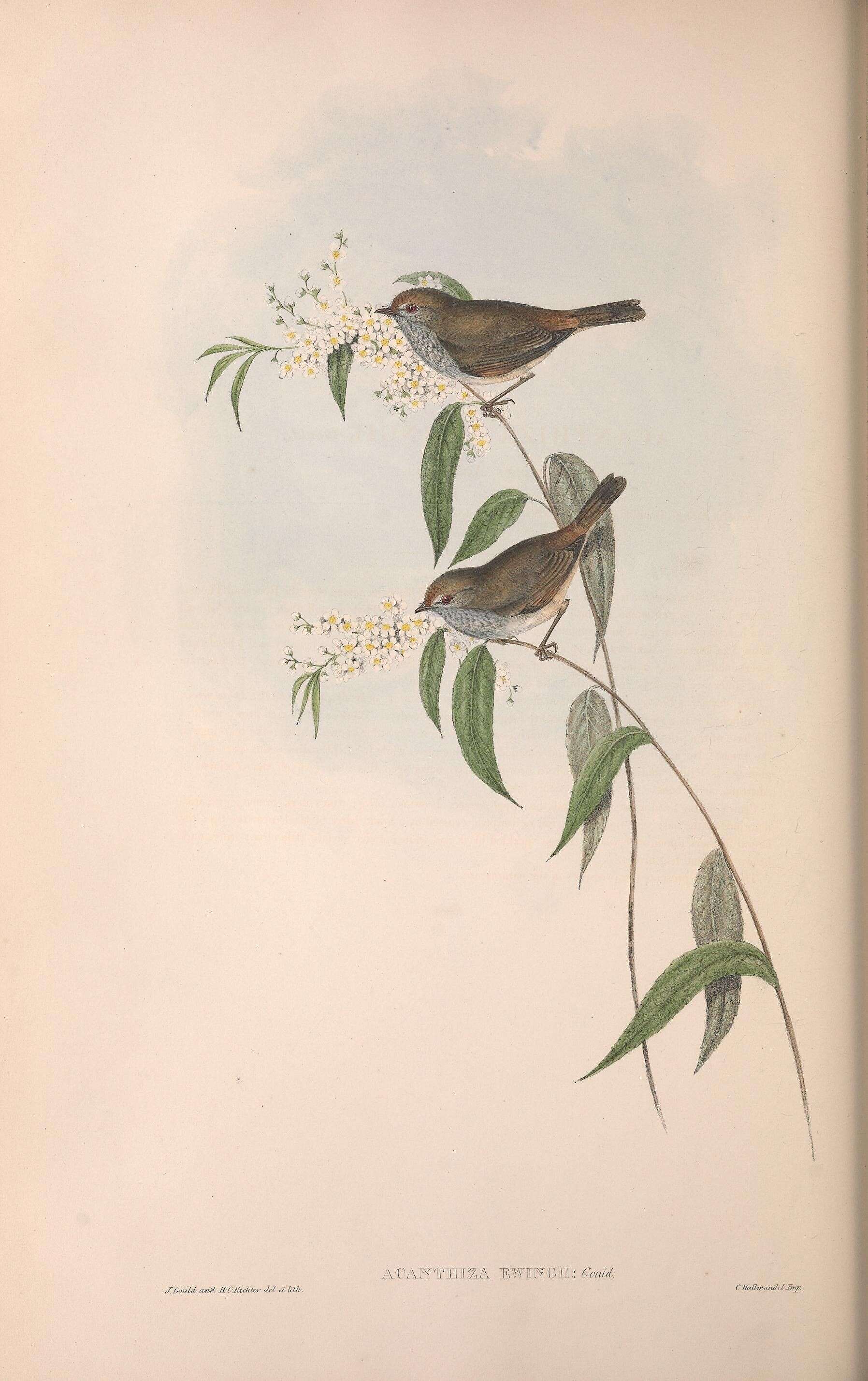 Image of Acanthiza Vigors & Horsfield 1827