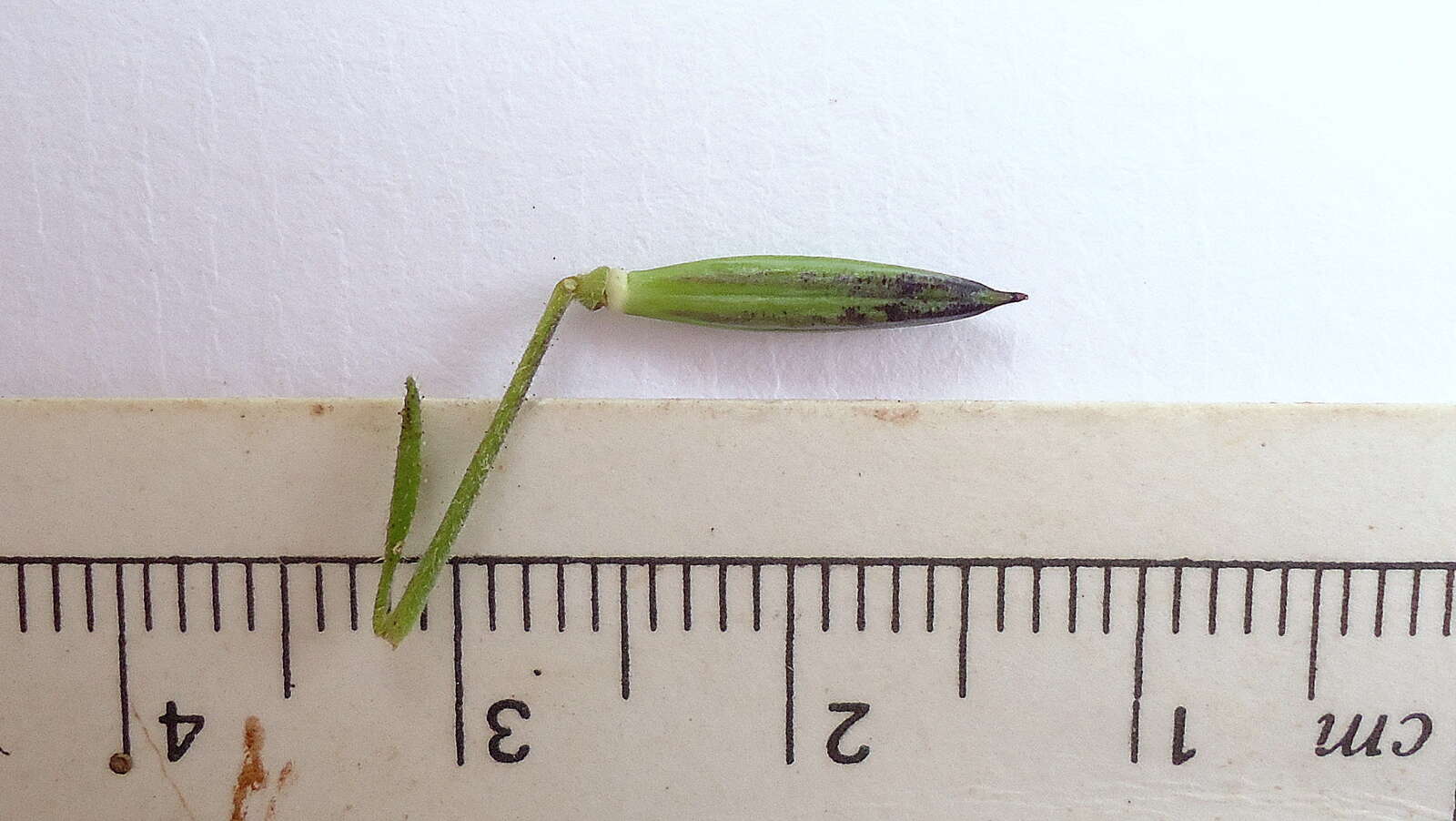 Image of Ruellia paniculata L.