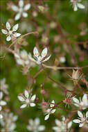 Image of Micranthes engleri (Dalla Torre) Galasso, Banfi & Soldano