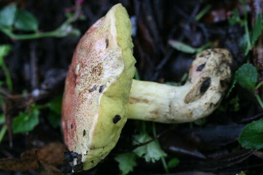 Image of Suillus granulatus (L.) Roussel 1796