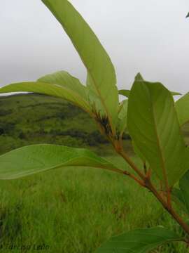 Sivun Citharexylum myrianthum Cham. kuva