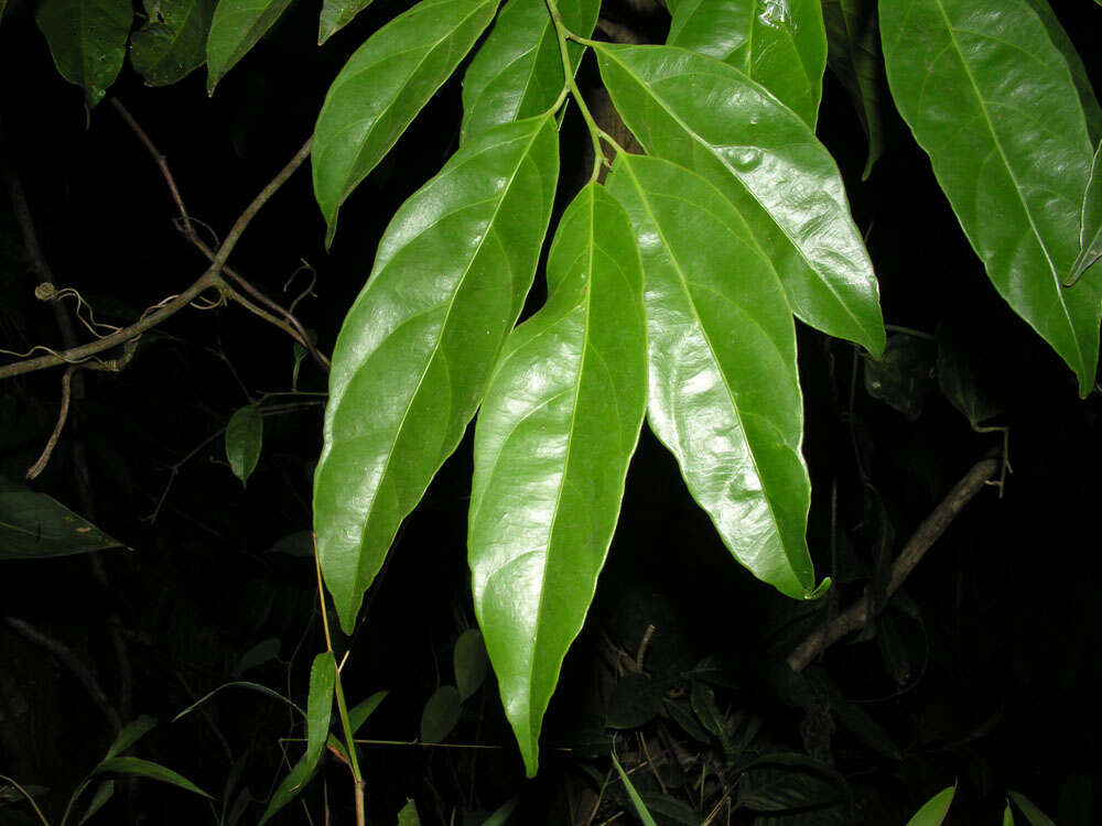 Image of Compsoneura excelsa A. C. Sm.