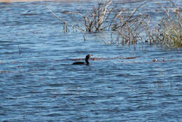 Image of <i>Phalacrocorax africanus</i>