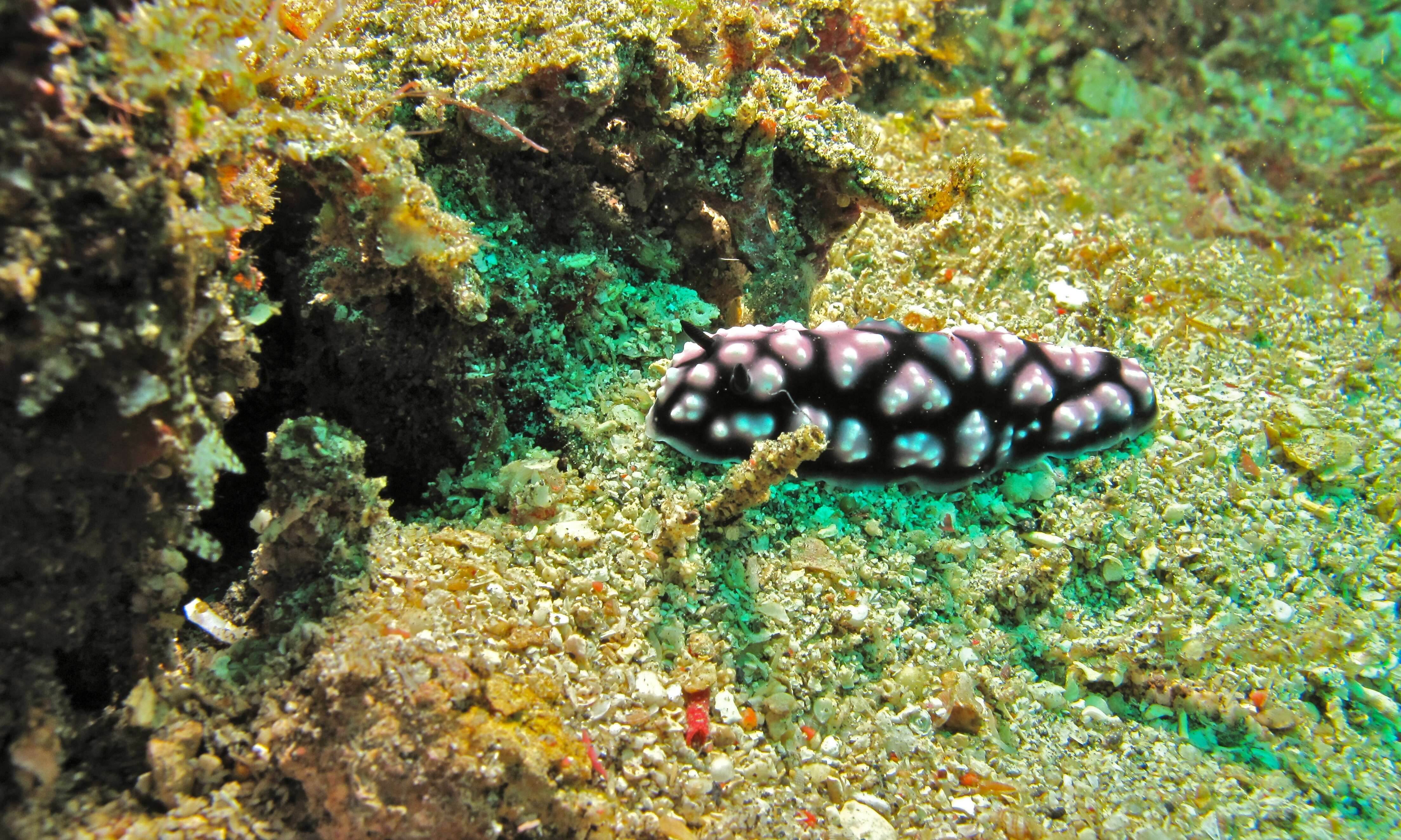 Image of Lumpy black and grey slug