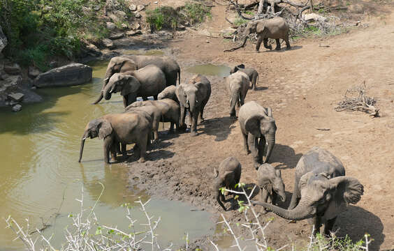 Image of African bush elephant