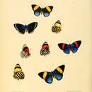 Image of Catagramma tolima Hewitson 1852