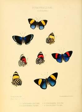 Image of Catagramma tolima Hewitson 1852