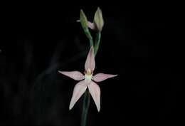 Image of Pink fairy orchid