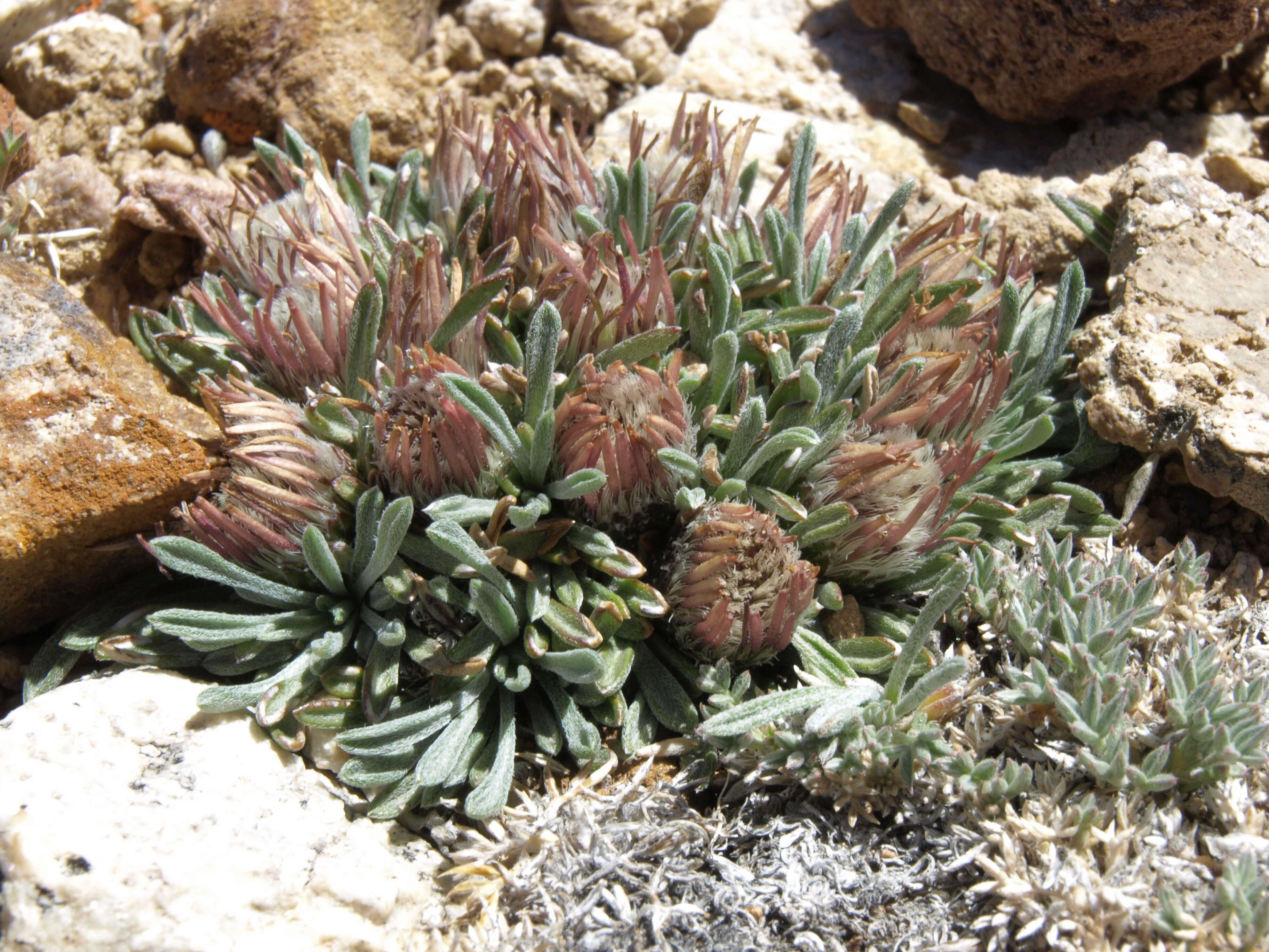 Image of common Townsend daisy