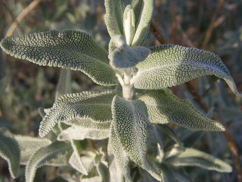 Image de Salvia leucophylla Greene