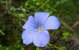 Image of flax