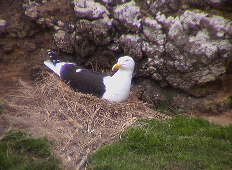 Image of Larus Linnaeus 1758