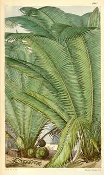 Image of nut palm