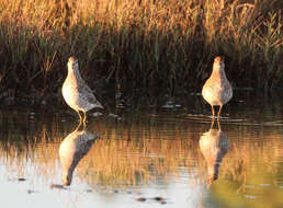 Image of Calidris Merrem 1804