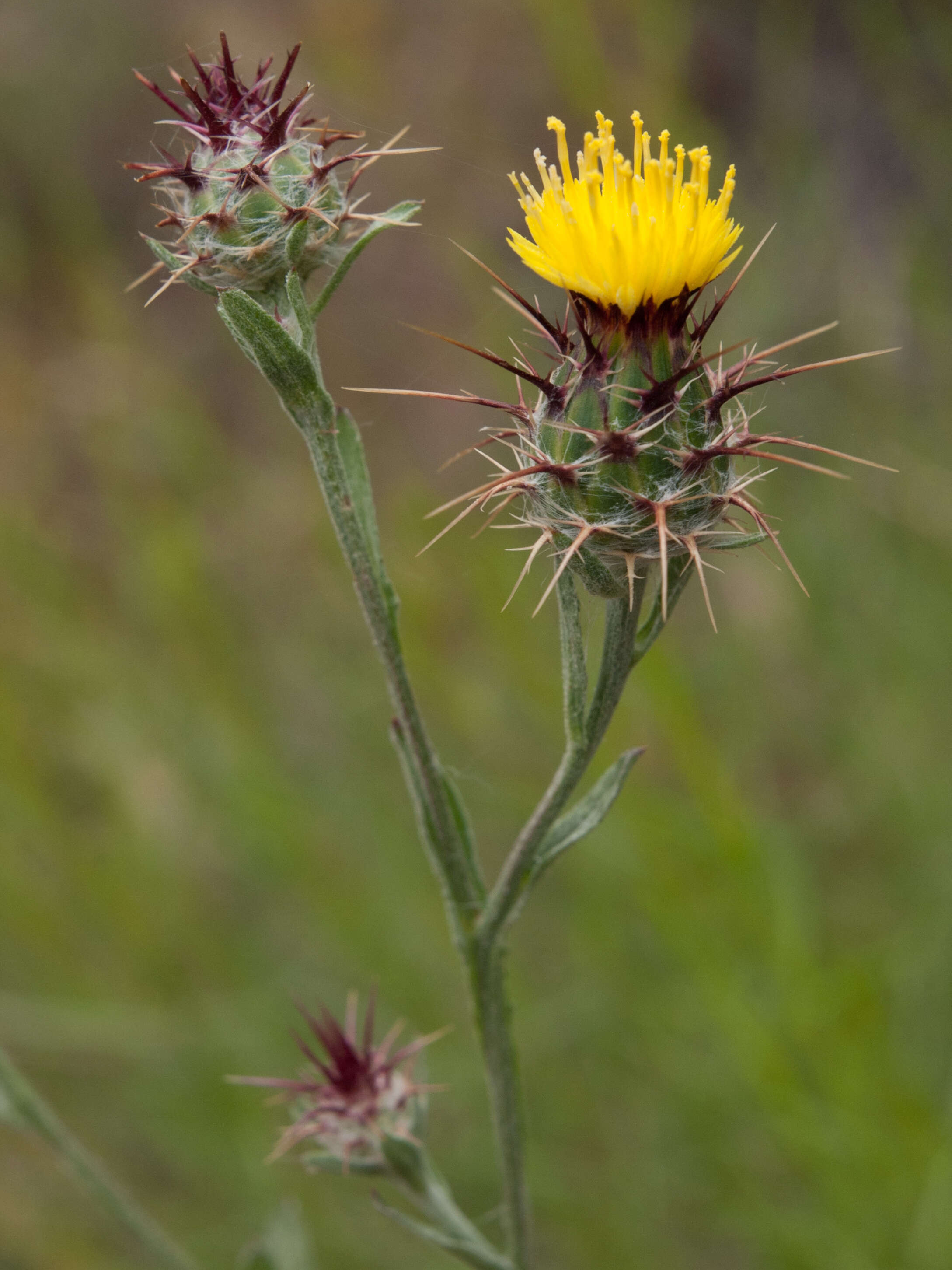 Imagem de Centaurea melitensis L.