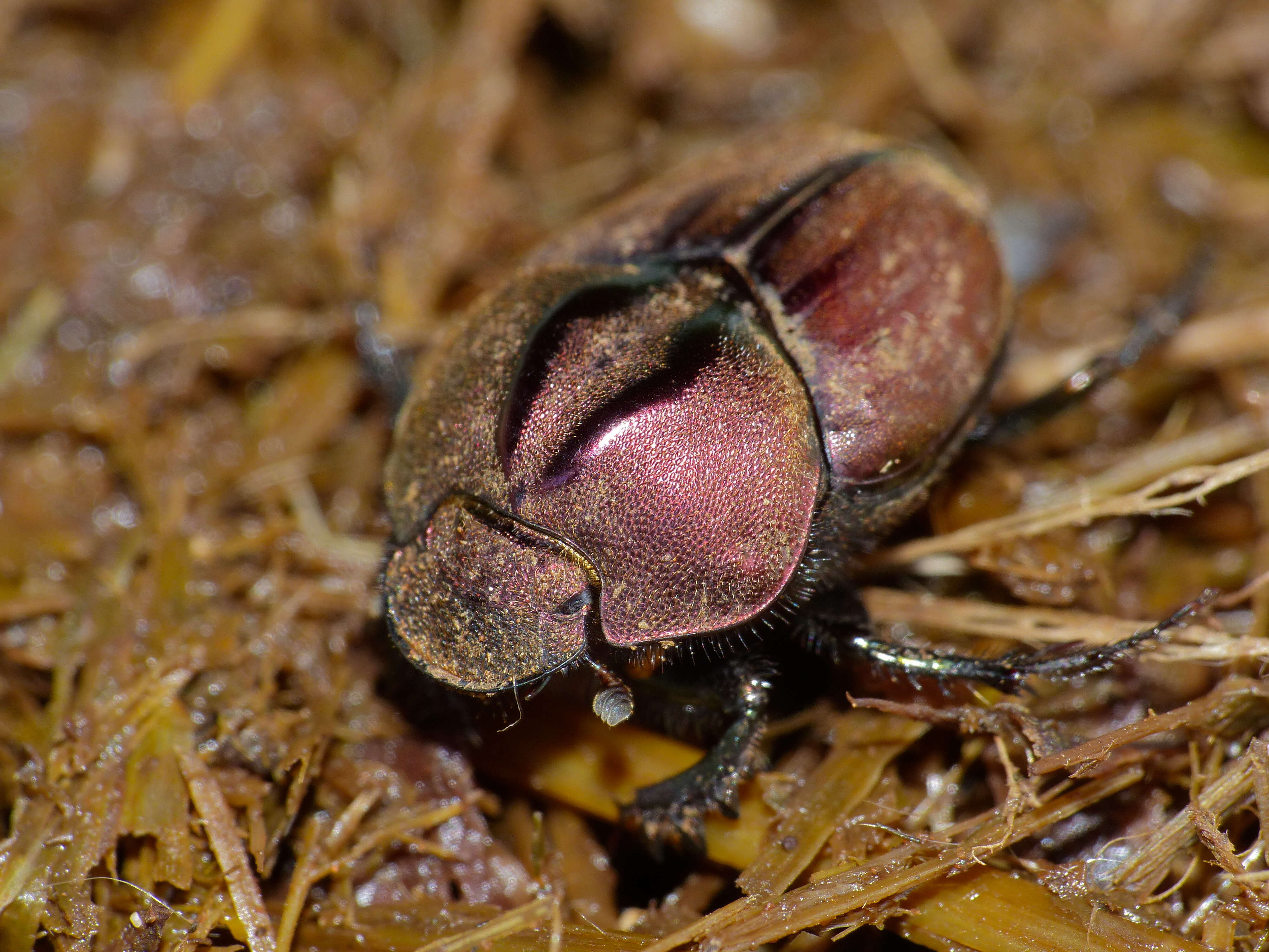 Sivun Proagoderus bicallosus (Klug 1855) kuva